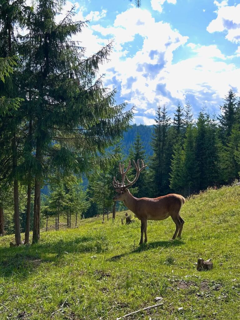 Tabără de Germană (pentru adulți) - Învățare & Relaxare 1 521491359_18489928318064717_8047208169235362821_n
